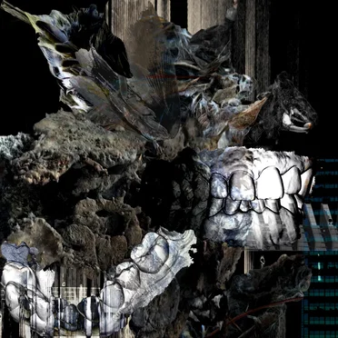 Roachoid