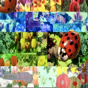 Ladybug