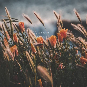 Catch the Wind