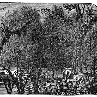 Selva