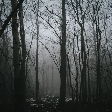 Witches in These Woods