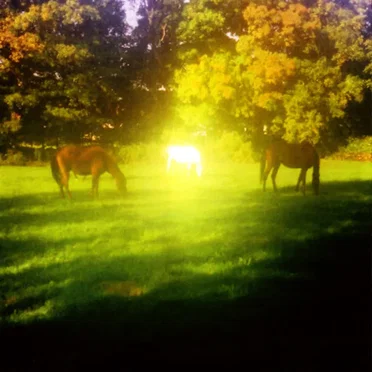 Trees, Chants and Hollers