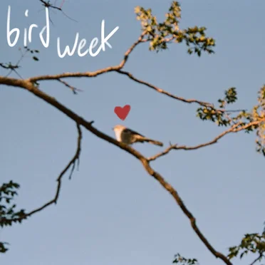 Bird Week by Bird Week - album cover