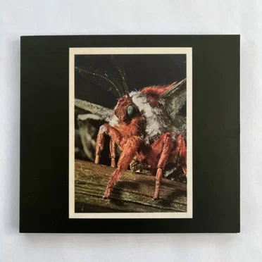 Morphosis by Primitive Wings - album cover