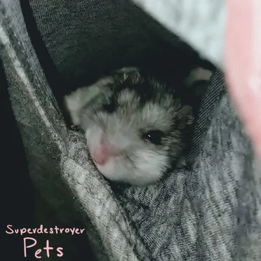 Pets