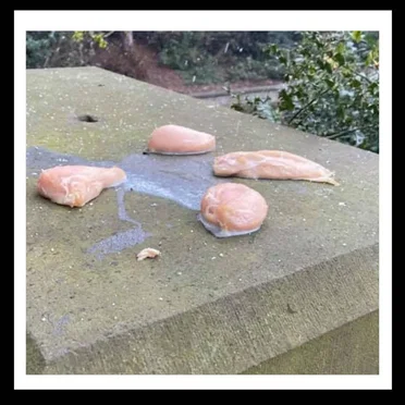 SOMEONE LEFT 4 CHICKEN FILLETS IN MARIE LOUISE GARDENS