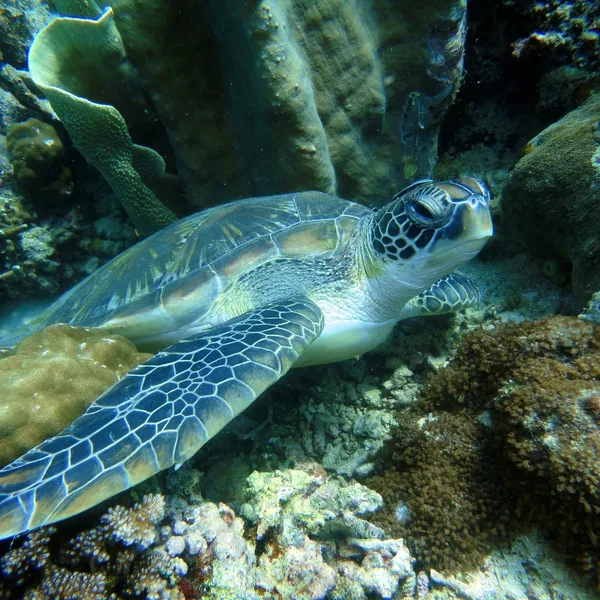 🐢