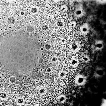 Live at Cultural Center Jan van der Noot, Brecht Belgium. October 20th 2000