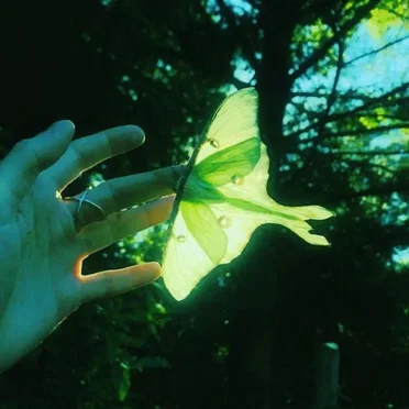 neonmoth EP by echo angel - album cover