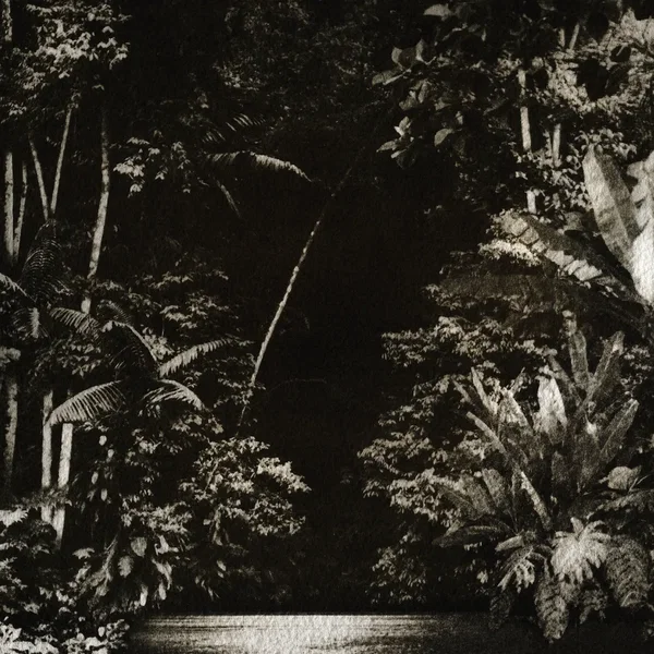 Arpejos da floresta