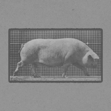 Sow Walking