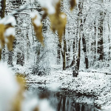To Watch His Woods Fill Up With Snow