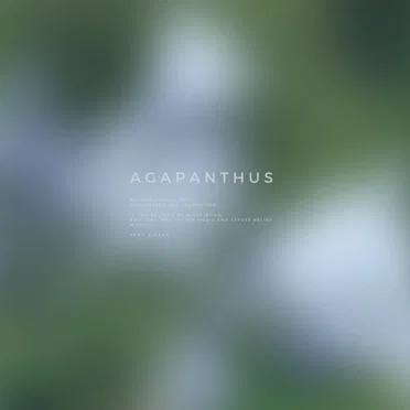 Agapanthus
