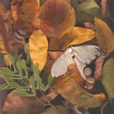 Ballade for a Harvest Moon by Motion Sickness of Time Travel - album cover