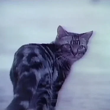 stray