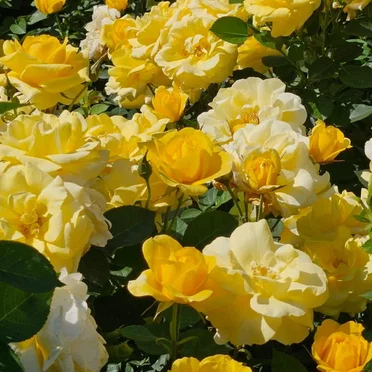 *+YELLOW ROSES+* by Kurly Q - album cover