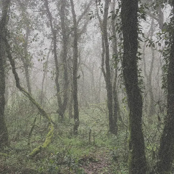 El Bosque de la Niebla