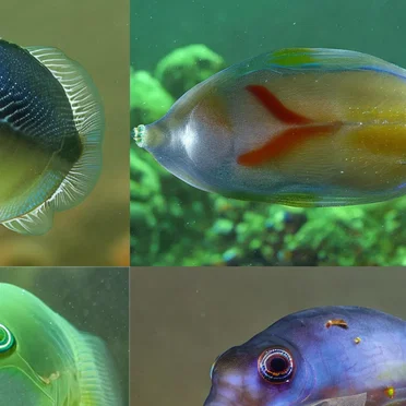 Fish, Fished, Fishing EP