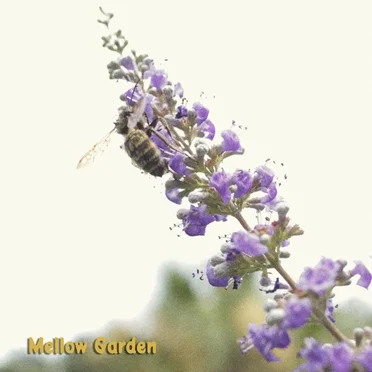 Mellow Garden by Mon Floral - album cover