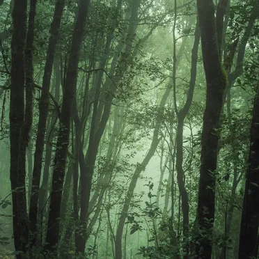 Through a World of Sound