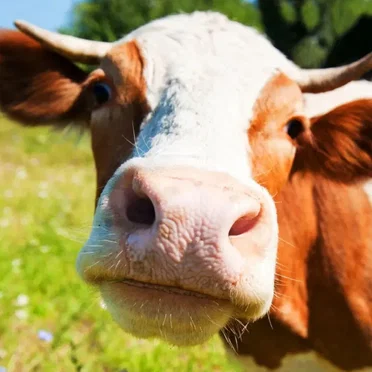 all streams go 2 t/b surgeries