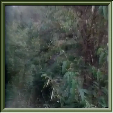 morning dew by morning dew - album cover