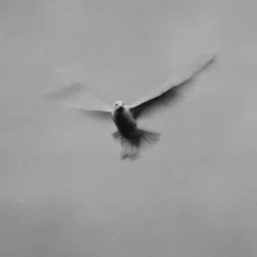 The Bird
