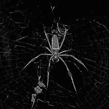 Recluse