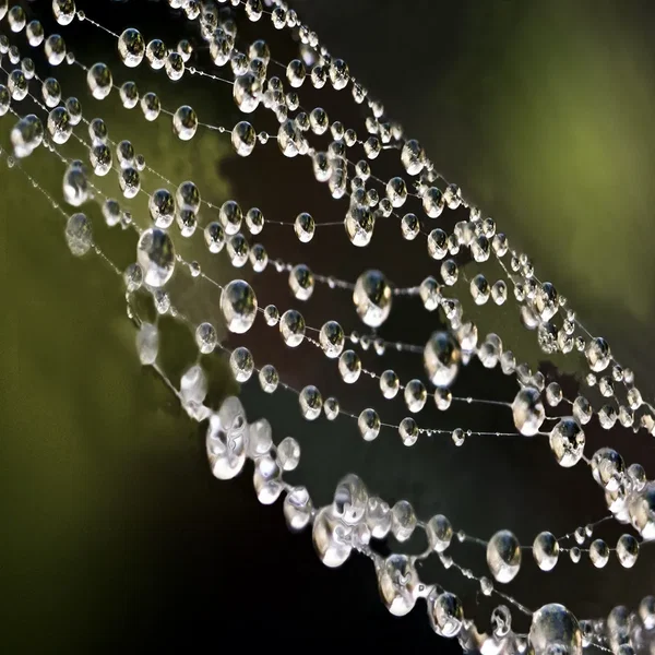 Morning Dew Upon a Spider's Web