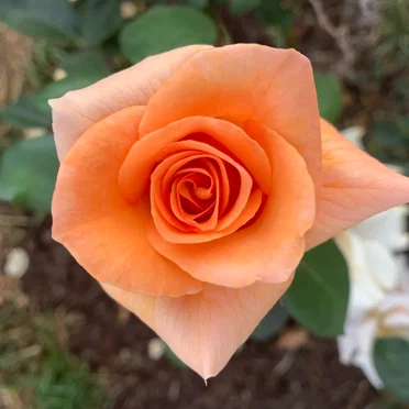 0277