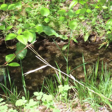 Woodinville, WA (04-12-2025)