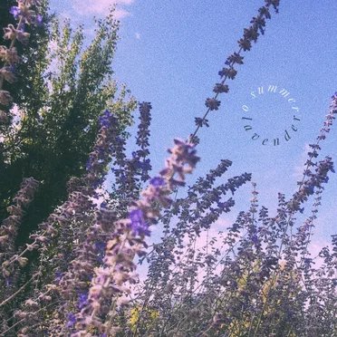 Lavender by O Summer - album cover