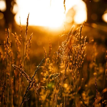 Golden Hour