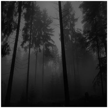 A Forest