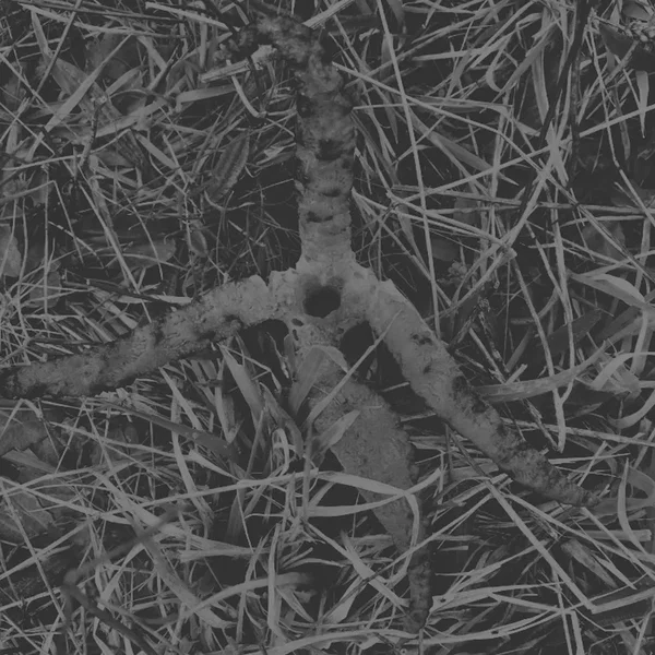 Old World Viper