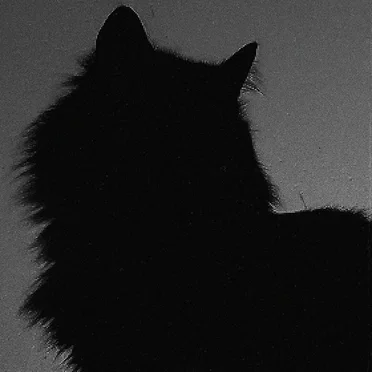 a tribute to my cat