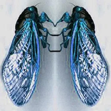 Cicatrice