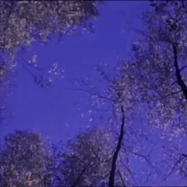 woods