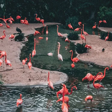 Flamingo