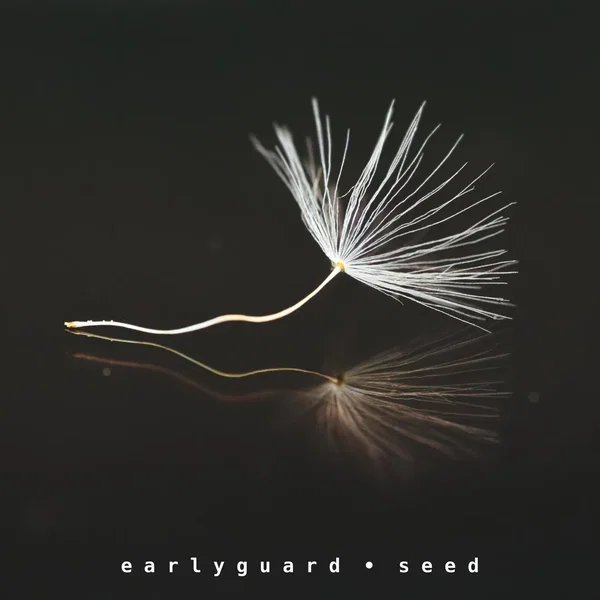 Seed