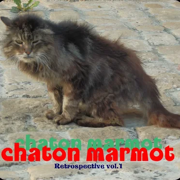 chaton marmot
