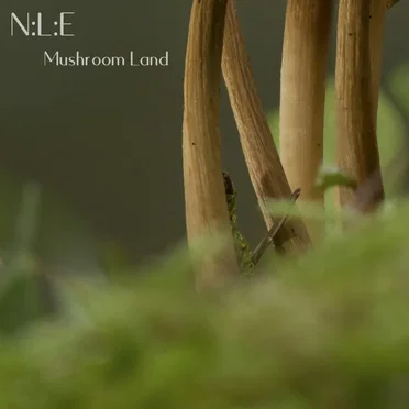 Mushroom Land