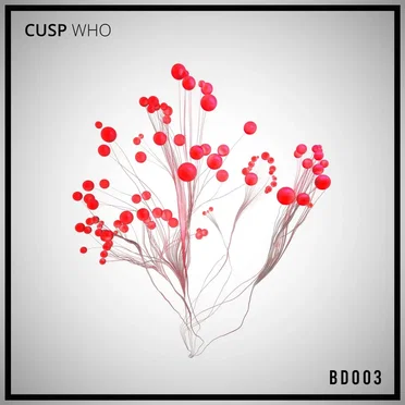Cusp