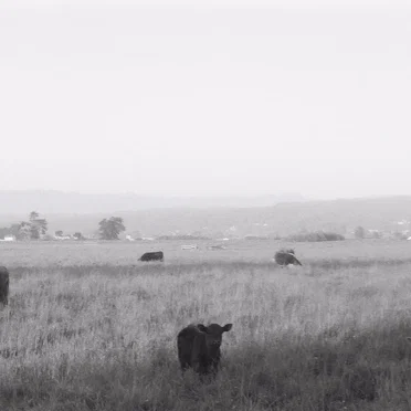 Excerpts From Film