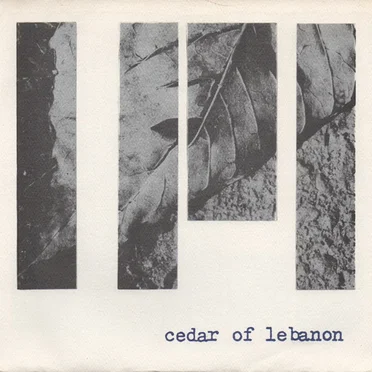 Cedar Of Lebanon