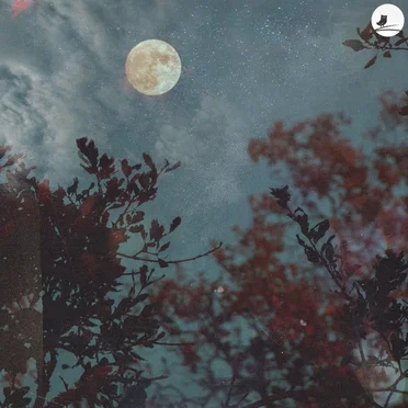 Night Amble by The Gardener - album cover