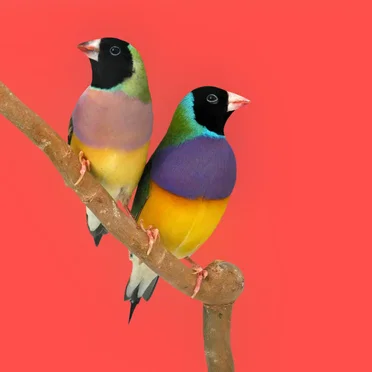 Thank You by bitbird - album cover