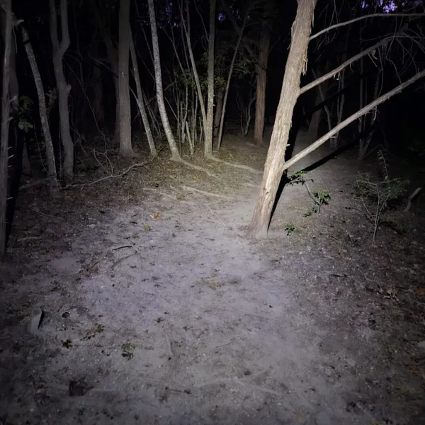 forest of darkness