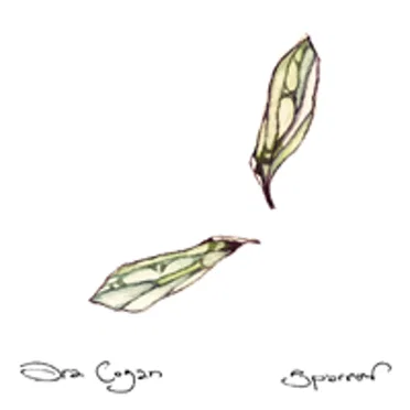 Sparrow by Ora Cogan - album cover