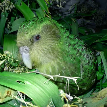 Swag Kakapo Beats Volume One by STV - album cover